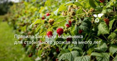 Правила закладки малинника для стабильного урожая на много лет - botanichka.ru
