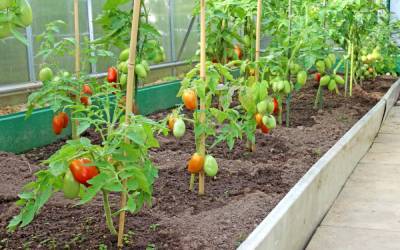 Низкорослые томаты – самые урожайные сорта - ogorod.ru