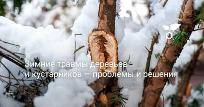 Зимние травмы деревьев и кустарников — проблемы и решения - botanichka.ru