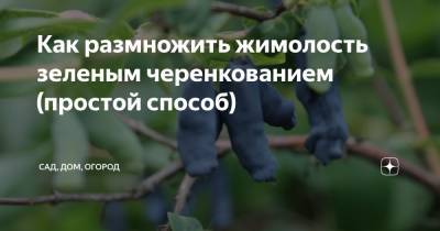 Как размножить жимолость зеленым черенкованием (простой способ) - zen.yandex.ru