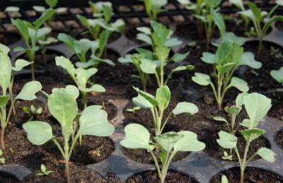 Как позаботится о рассаде капусты: 3 важных правила - belnovosti.by