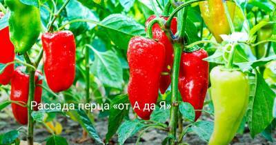 Рассада перца «от А да Я» - botanichka.ru