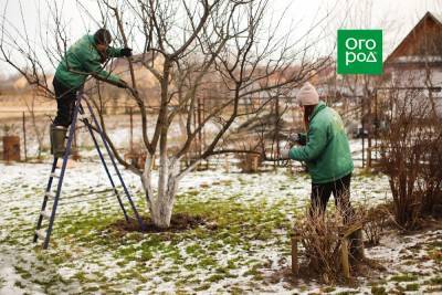 Когда обрезать деревья и кусты весной, чтобы не потерять урожай - ogorod.ru