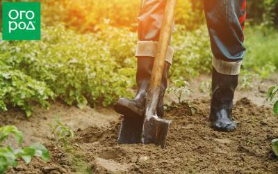 Как делать плодородную землю из песка: пошаговая инструкция - ogorod.ru