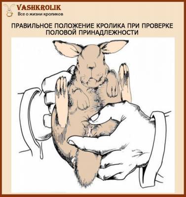 Спаривание кроликов: как отобрать кроликов, как определить пол, как провести спаривание и определить сукрольность - selomoe.ru