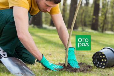 10 важных правил посадки деревьев от опытного садовника - ogorod.ru