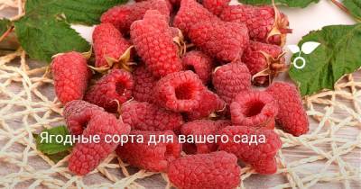 Ягодные сорта для вашего сада - botanichka.ru