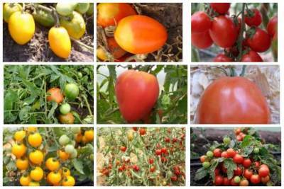 Сибирские томаты для открытого грунта - sotki.ru