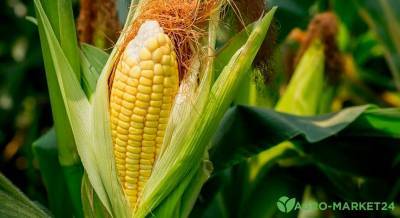 Как сажать кукурузу - agro-market24.ru