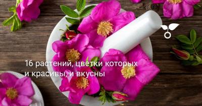 16 растений, цветки которых и красивы, и вкусны - botanichka.ru
