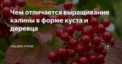 Чем отличается выращивание калины в форме куста и деревца - zen.yandex.ru