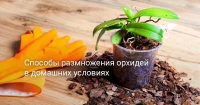 Способы размножения орхидей в домашних условиях - botanichka.ru