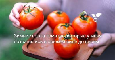 Зимние сорта томатов, которые у меня сохранились в свежем виде до весны - botanichka.ru - Италия