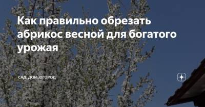 Как правильно обрезать абрикос весной для богатого урожая - zen.yandex.ru