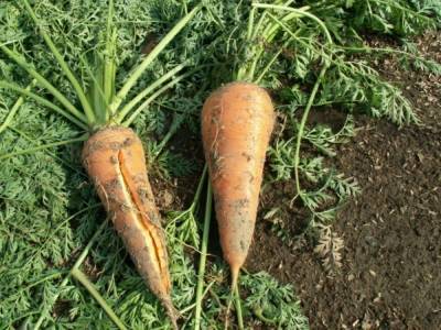 Морковь лопается и трескается в земле на грядке: причины, что делать - fermilon.ru