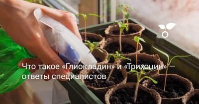 Что такое «Глиокладин» и «Трихоцин» — ответы специалистов - botanichka.ru