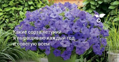 Какие сорта петуний я выращиваю каждый год и советую всем - botanichka.ru - Сша