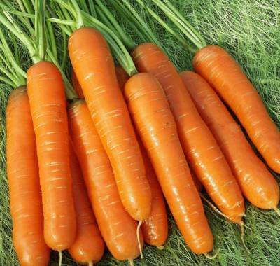 Сорт моркови Нантская 4: описание, фото и отзывы - fermilon.ru