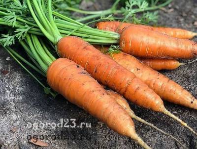 Посадка моркови весной в открытый грунт: сроки, уход, вредители - ogorod23.ru