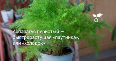 Аспарагус перистый — быстрорастущая «паутинка», или «холодок» - botanichka.ru