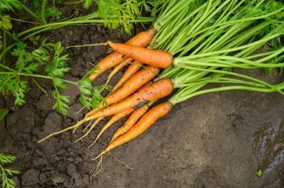 Как вырастить морковь на суглинке – 4 шага до хорошего урожая - ogorod.ru - Канада