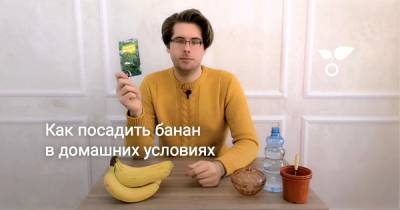Как посадить банан в домашних условиях - botanichka.ru