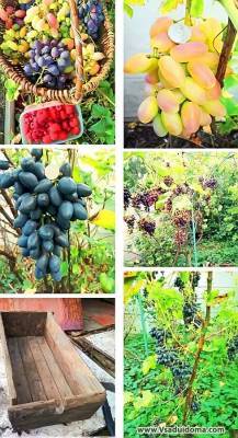 Ускорение плодоношения винограда из черенков (китайских отводков) - vsaduidoma.com