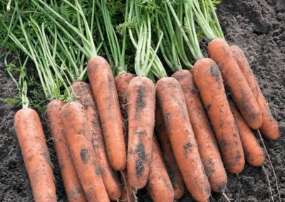 Сорт моркови Самсон: характеристика и описание, фото, отзывы - fermilon.ru