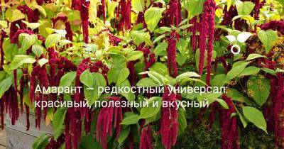 Амарант — редкостный универсал: красивый, полезный и вкусный - botanichka.ru