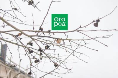 Что делать, если после зимы на яблонях остались прошлогодние листья и плоды - ogorod.ru
