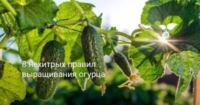 8 нехитрых правил выращивания огурца - botanichka.ru