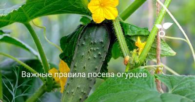 Важные правила посева огурцов - botanichka.ru