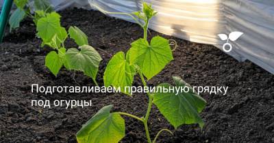 Подготавливаем правильную грядку под огурцы - botanichka.ru