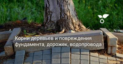 Корни деревьев и повреждения фундамента, дорожек, водопровода - botanichka.ru