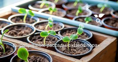 Выращивание рассады с «ЦеоФлора» - botanichka.ru