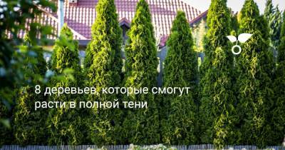 8 деревьев, которые смогут расти в полной тени - botanichka.ru