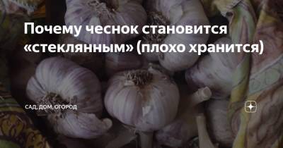 Почему чеснок становится «стеклянным» (плохо хранится) - zen.yandex.ru