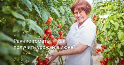 Ранние томаты — как получить урожай в июне? - botanichka.ru