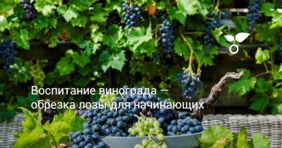 Воспитание винограда — обрезка лозы для начинающих - botanichka.ru - г. Виноград