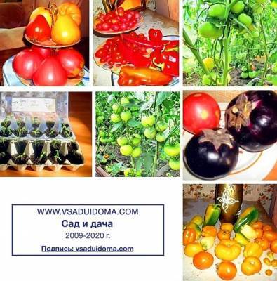 Засыпание стеблей томатов при посадке землей (метод Маслова) мои отзывы - vsaduidoma.com