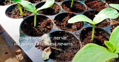 Чёрная ножка — легче не допустить, чем лечить - botanichka.ru