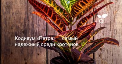 Кодиеум «Петра» — самый надежный среди кротонов - botanichka.ru