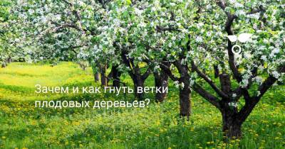 Зачем и как отгибать ветки плодовых деревьев? - botanichka.ru