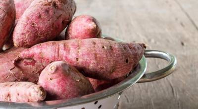 Секреты выращивания сладкого картофеля, батата в средней полосе - supersadovnik.ru - Колумбия