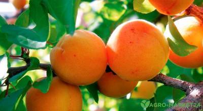 Обрезка абрикоса весной - agro-market24.ru