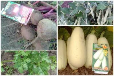 Компания «6 Соток-Урожай» расширяет географию поставок семян - sotki.ru - республика Мордовия