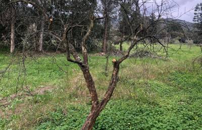 Хотели как лучше: 7 ошибок садовода, от которых гибнут деревья - ogorod.ru
