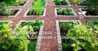 Декоративный огород — идеи для вдохновения и полезные советы - botanichka.ru
