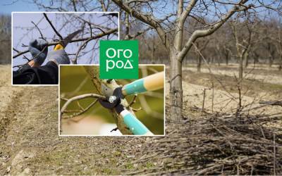 Обрезка плодовых деревьев весной – советы для начинающих и не только - ogorod.ru