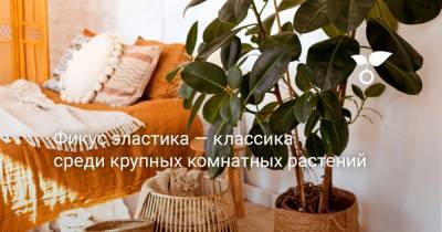 Фикус эластика — классика среди крупных комнатных растений - botanichka.ru